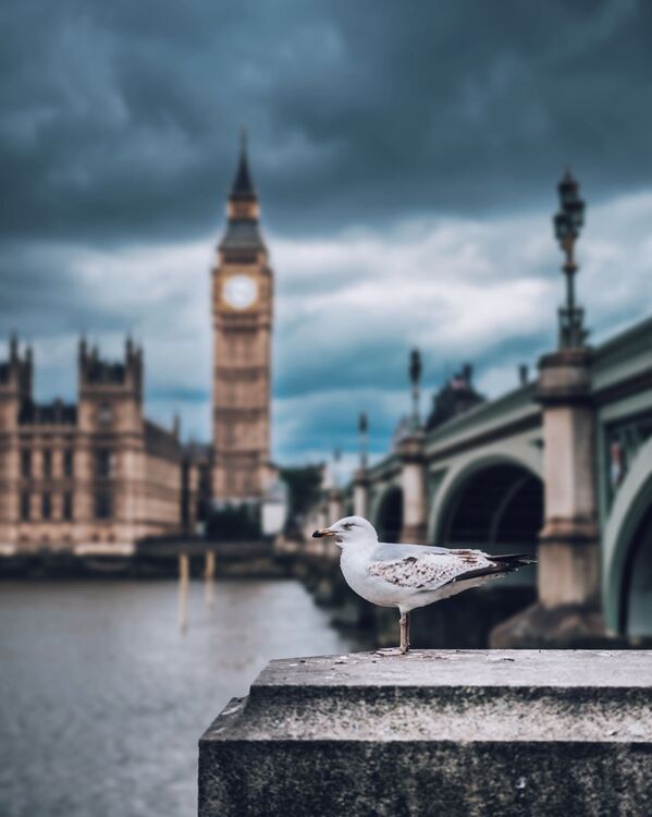 A gull against the background of Big Ben, London - Sputnik Ўзбекистон