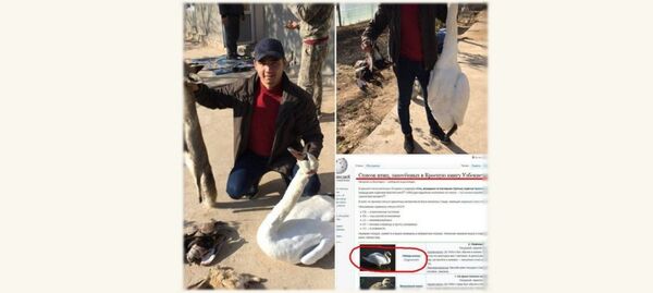 В Узбекистане разыскивают мужчину, убившего редкого лебедя - Sputnik Узбекистан