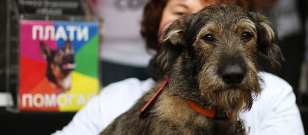 Ярмарка домашних животных - Sputnik Узбекистан
