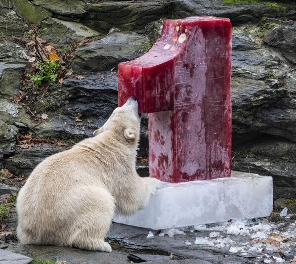 Белая медведица Hertha, грызущая фруктовый лед в зоопарке Берлина - Sputnik Узбекистан