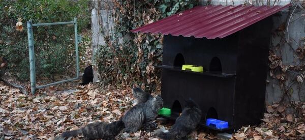 Котодомик Котодомик - Sputnik Узбекистан