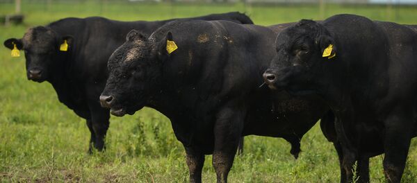 Животноводческий комплекс Животноводческий комплекс - Sputnik Узбекистан