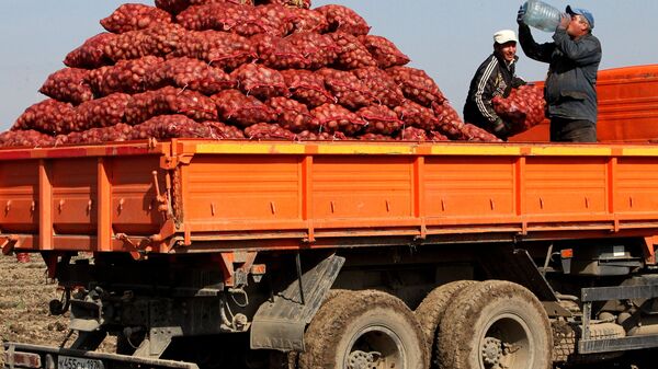 Сбор овощей в фермерском хозяйстве  - Sputnik Узбекистан
