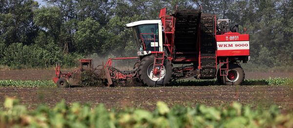 Комбайн на уборке сахарной свеклы - Sputnik Узбекистан