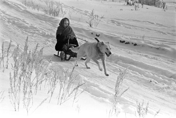 Собака везет девочку на санках, 1971 год - Sputnik Узбекистан