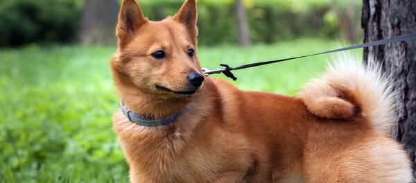 Карельская лайка - Sputnik Узбекистан