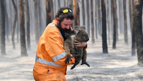 Австралийский пожарный со спасенной коалой - Sputnik Узбекистан