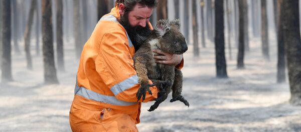 Австралийский пожарный со спасенной коалой Австралийский пожарный со спасенной коалой - Sputnik Узбекистан