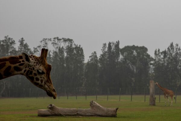 Жирафы в зоопарке на фоне дыма от лесных пожаров в Австралии - Sputnik Узбекистан