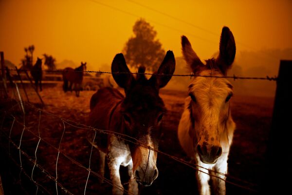 Животные во время лесных пожаров в Австралии - Sputnik Узбекистан