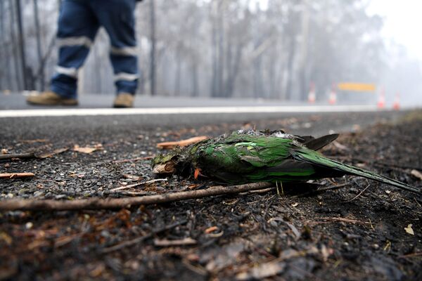 Попугай, погибший в результате лесных пожаров в Австралии - Sputnik Узбекистан