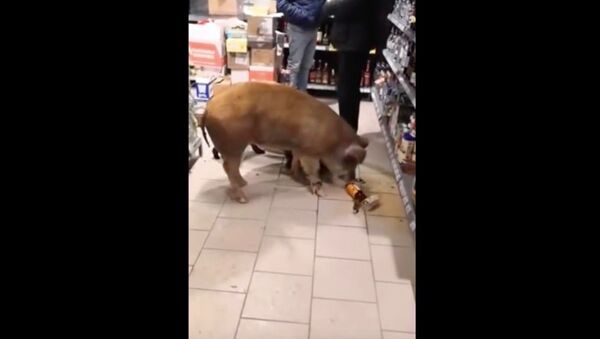 В Тюмени три свиньи пришли в магазин за коньяком - Sputnik Узбекистан