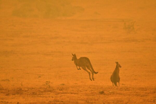 Kenguru vo vremya lesnix pojarov v Avstralii - Sputnik O‘zbekiston