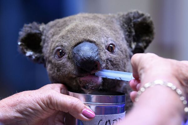 Spasennaya koala vo vremya protsedur v bolnitse avstraliyskogo goroda Port-Makkuori - Sputnik O‘zbekiston