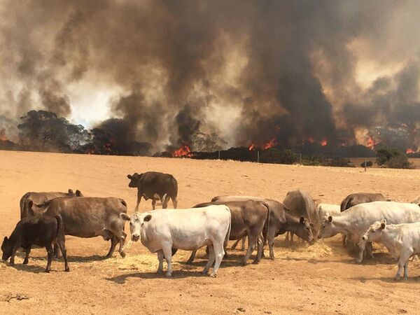 Стадо коров на пастбище во время пожара на острове Кенгуру, Австралия - Sputnik Ўзбекистон