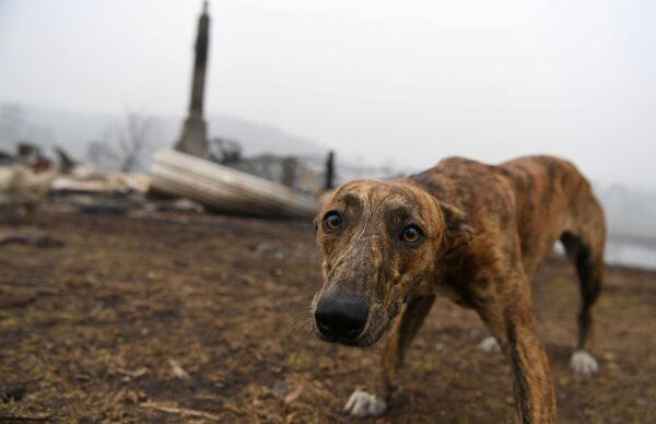 Собака на месте сгоревшего дома в Австралии - Sputnik Ўзбекистон