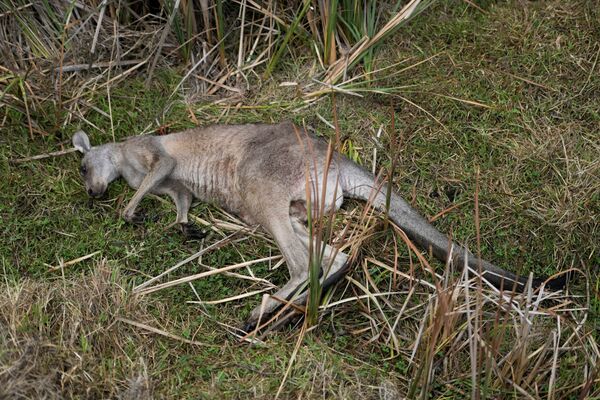 Kenguru, pogibshaya v rezultate lesnix pojarov v Avstralii - Sputnik O‘zbekiston
