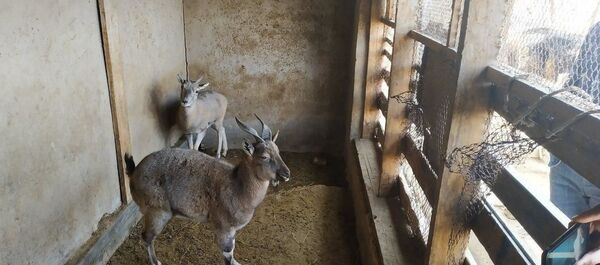 Мархур и бухарский баран - Sputnik Узбекистан