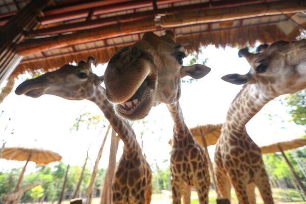 Жирафы в Vinpearl Safari park во Вьетнаме - Sputnik Узбекистан