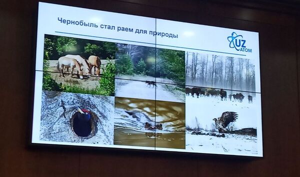 Неправильно поняли! - агентство Узатом разъяснило свою презентацию Неправильно поняли! - агентство Узатом разъяснило свою презентацию - Sputnik Узбекистан