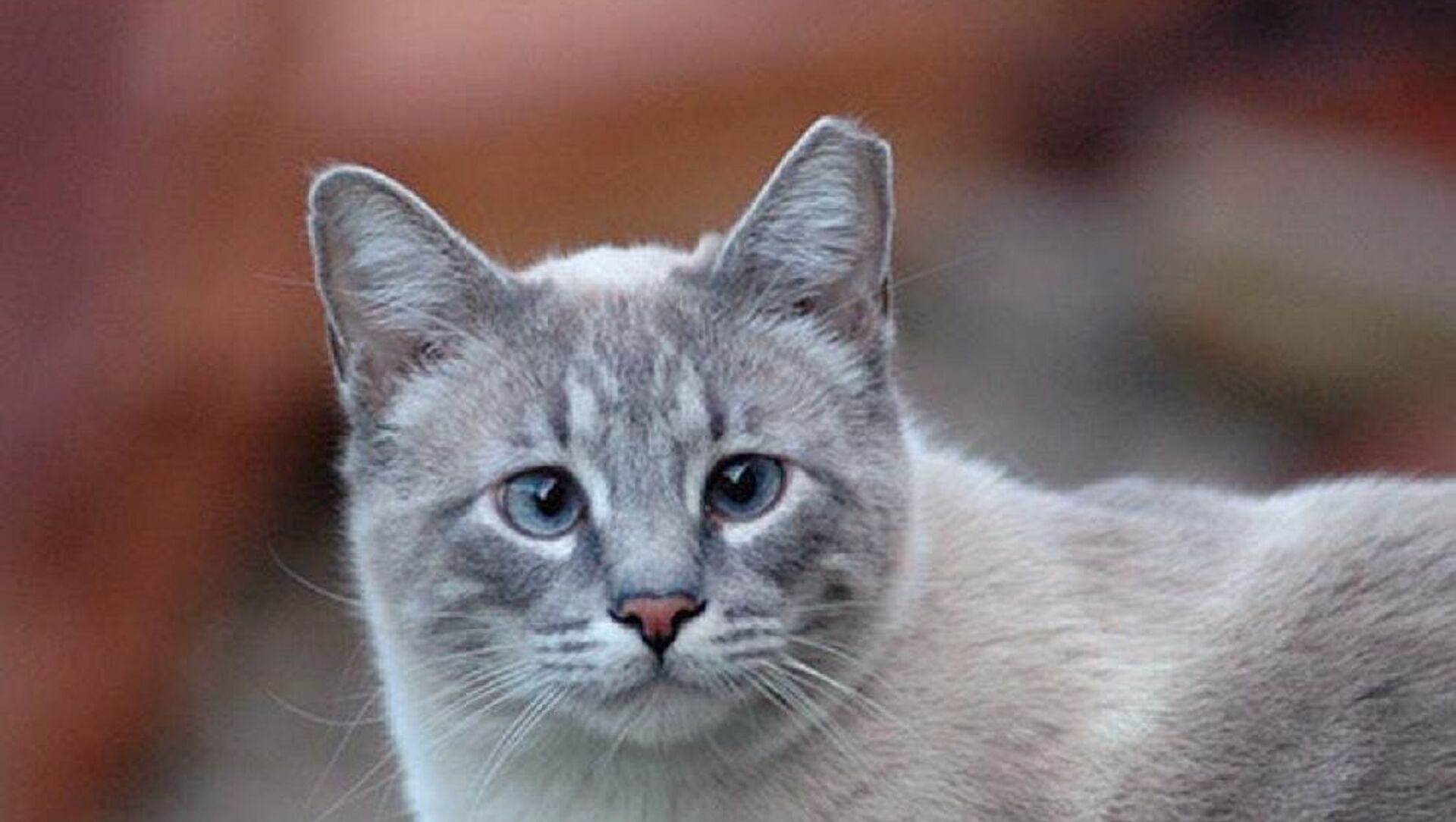 На улицах Узбекистана появились кошки с отрезанным ухом: что это значит