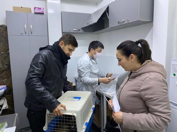 На улицах Узбекистана появились кошки с отрезанным ухом: что это значит На улицах Узбекистана появились кошки с отрезанным ухом: что это значит - Sputnik Узбекистан