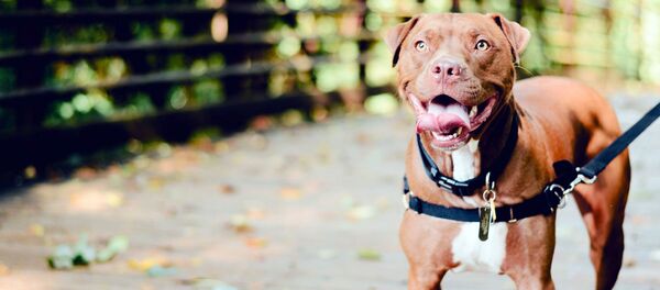 Питбуль Питбуль - Sputnik Ўзбекистон