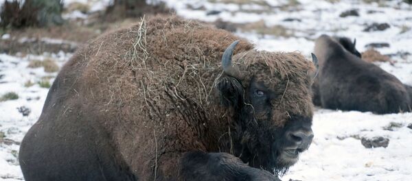 Питомник зубров в Приокско-террасном заповеднике - Sputnik Ўзбекистон