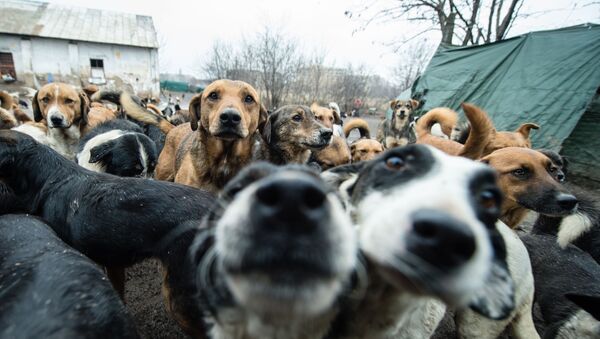 Собаки из приюта - Sputnik Узбекистан