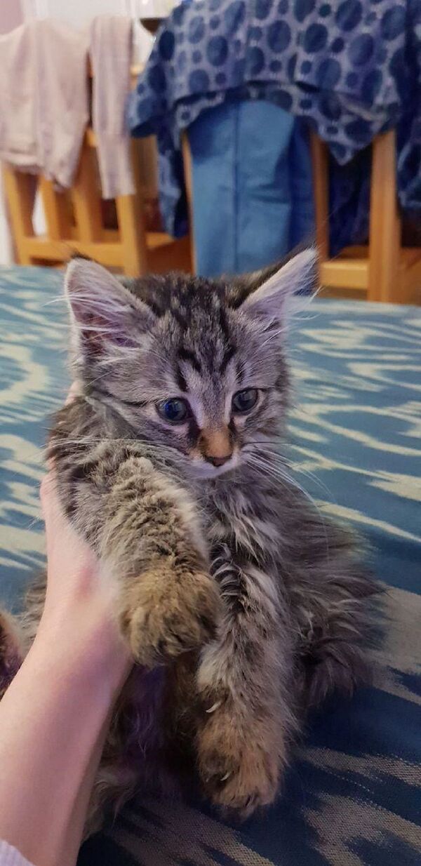 Бухарское чудо: история женщины из Петербурга и ее узбекского котенка Бухарское чудо: история женщины из Петербурга и ее узбекского котенка - Sputnik Узбекистан