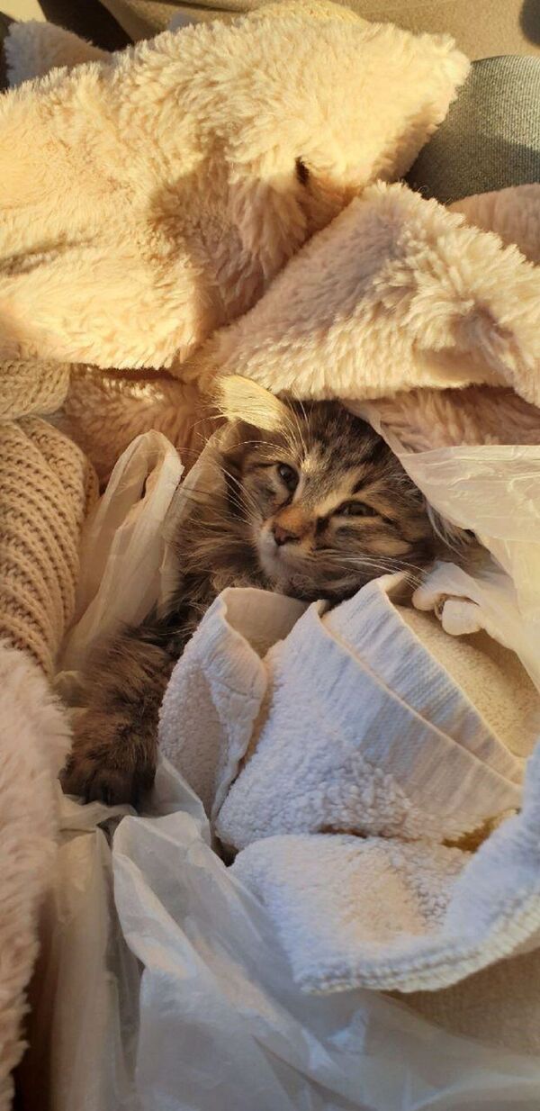 Бухарское чудо: история женщины из Петербурга и ее узбекского котенка Бухарское чудо: история женщины из Петербурга и ее узбекского котенка - Sputnik Узбекистан