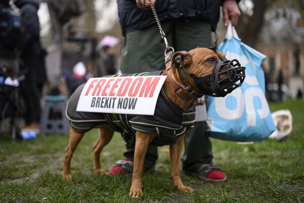 Собака одного из сторонников Brexit на торжественных мероприятиях, посвященных выходу Великобритании из ЕС (Brexit Party) на площади Парламента в Лондоне вблизи Вестминстерского дворца. - Sputnik Узбекистан
