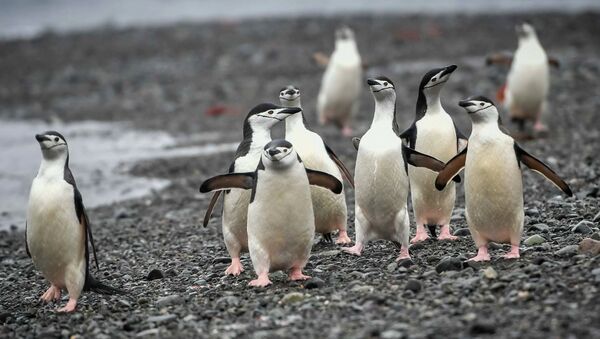 Антарктические пингвины на острове Кинг-Джордж (Ватерлоо) в Антарктиде. - Sputnik Узбекистан