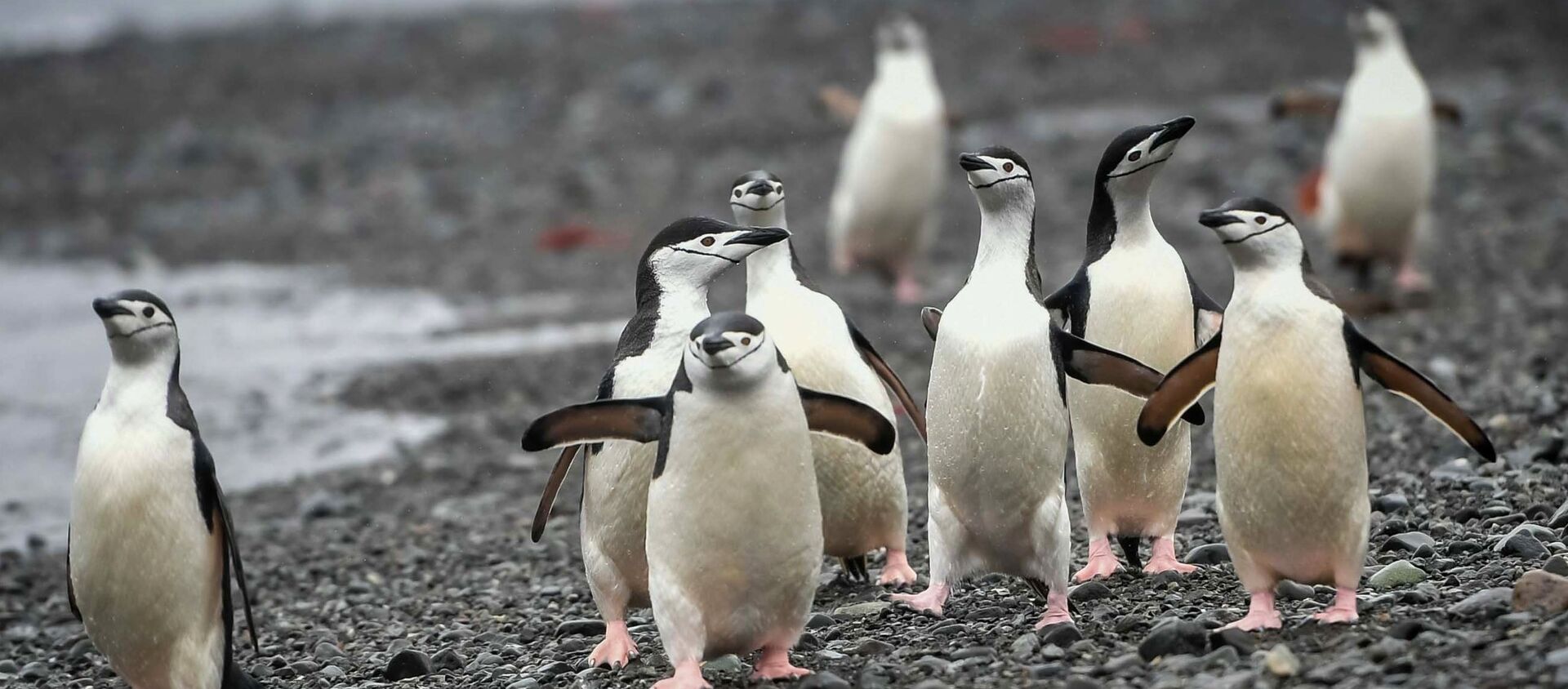 Антарктические пингвины на острове Кинг-Джордж (Ватерлоо) в Антарктиде. - Sputnik Узбекистан, 1920, 08.02.2020