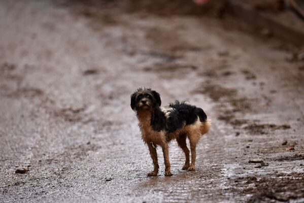 Собака на улице бразильского города Белу-Оризонти после наводнения  - Sputnik Узбекистан