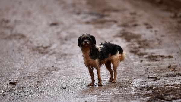 Собака на улице бразильского города Белу-Оризонти после наводнения  - Sputnik Ўзбекистон