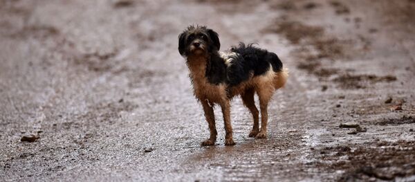 Sobaka na ulitse brazilskogo goroda Belu-Orizonti posle navodneniya  - Sputnik O‘zbekiston