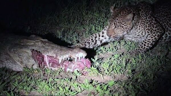 Смелый леопард вырывал мясо жертвы из пасти крокодила. - Sputnik Ўзбекистон