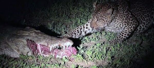 Смелый леопард вырывал мясо жертвы из пасти крокодила. Смелый леопард вырывал мясо жертвы из пасти крокодила. - Sputnik Ўзбекистон