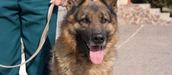 Кинологическая служба УВД по Ташкентской области - Sputnik Ўзбекистон