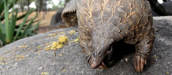 Панголин Панголин - Sputnik Ўзбекистон