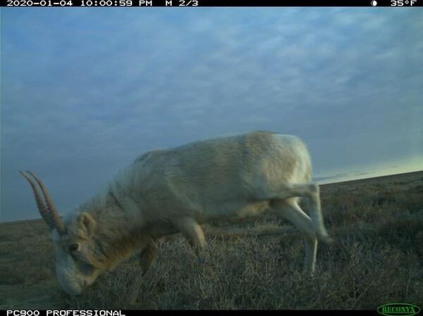 В Узбекистане впервые за 5 лет была замечена новая популяция сайгаков - Sputnik Узбекистан