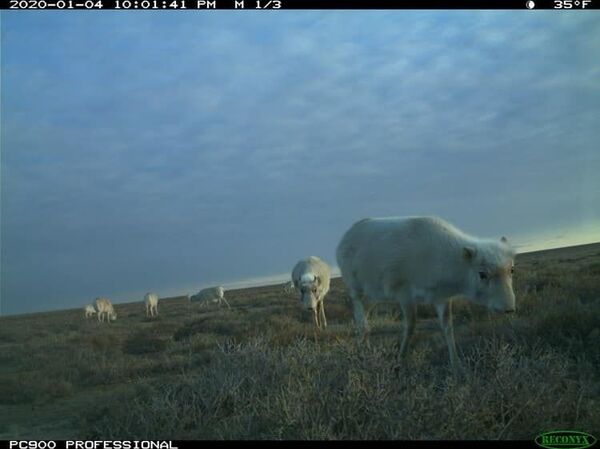 В Узбекистане впервые за 5 лет была замечена новая популяция сайгаков - Sputnik Узбекистан