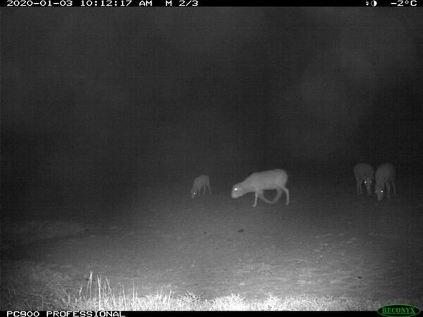 В Узбекистане впервые за 5 лет была замечена новая популяция сайгаков - Sputnik Узбекистан