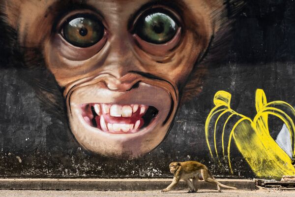 Снимок Monkey grafitti из серии Monkey city профессионального испанского фотографа Joan de la Malla, вошедший в шорт-лист конкурса 2020 Sony World Photography Awards в категории Natural World & Wildlife - Sputnik Узбекистан