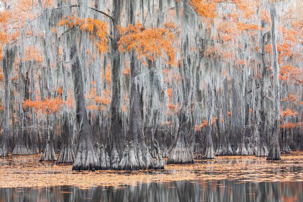 Снимок Orange & Gray из серии Swamps in Autumn профессионального итальянского фотографа Mauro Battistelli, вошедший в шорт-лист конкурса 2020 Sony World Photography Awards в категории Landscape - Sputnik Узбекистан