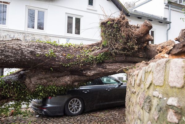 Упавшее на автомобиль дерево после прохождения шторма Сиара в Гамбурге, Германия - Sputnik Узбекистан