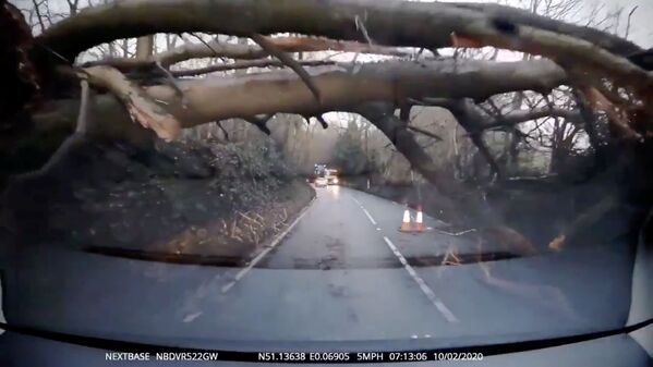 Дерево, поваленное во время шторма Сиара в Великобритании - Sputnik Узбекистан