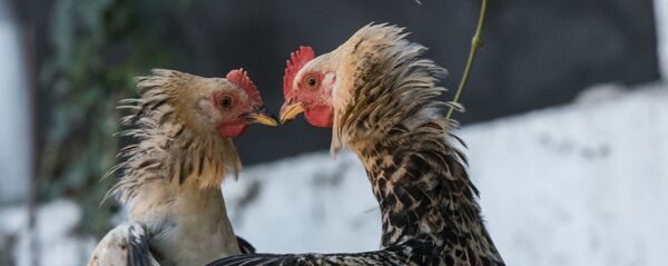 Петушиные бои - Sputnik Ўзбекистон