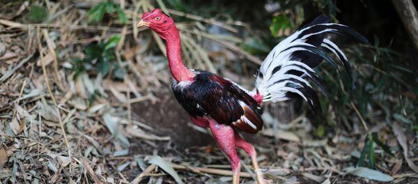 Петушиные бои - Sputnik Ўзбекистон